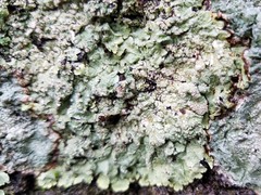 Crespoa crozalsiana