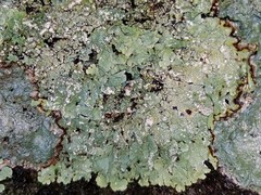 Crespoa crozalsiana
