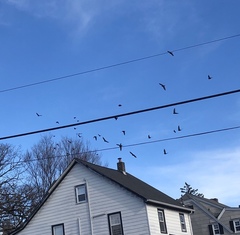 Sturnus vulgaris