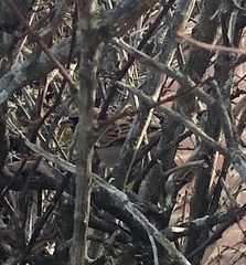 Passer domesticus