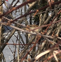 Passer domesticus