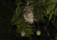 Coendou longicaudatus
