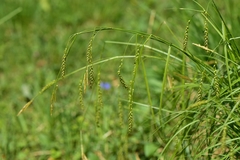 Carex arnellii