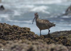 Numenius phaeopus