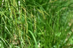 Carex arnellii