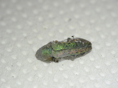 Lamprodila
