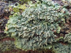 Crespoa crozalsiana