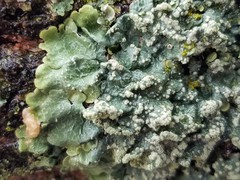 Crespoa crozalsiana