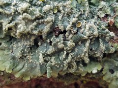 Crespoa crozalsiana