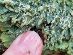 Crespoa crozalsiana