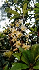 Dendrobium ovatum