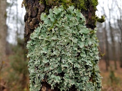 Crespoa crozalsiana