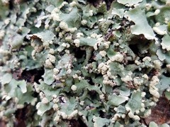 Crespoa crozalsiana