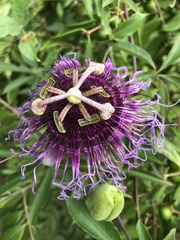 Passiflora cincinnata