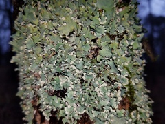 Crespoa crozalsiana
