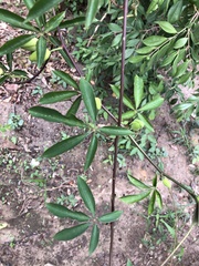 Passiflora cincinnata