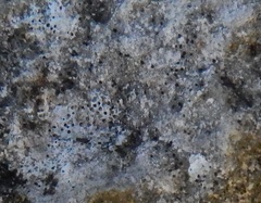 Bagliettoa calciseda