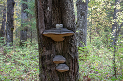 Phellinus populicola