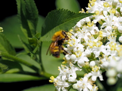 Bombus haematurus