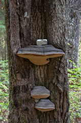 Phellinus populicola