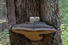 Phellinus populicola
