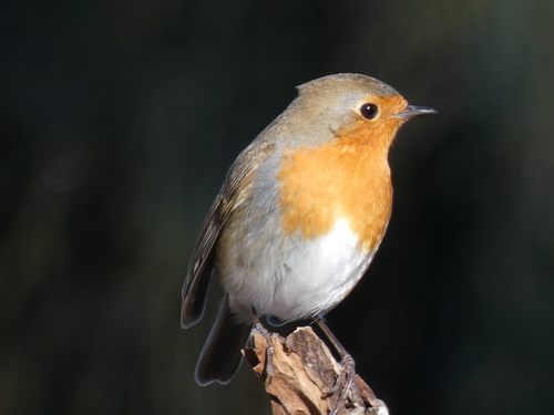 Representative image of Erithacus rubecula