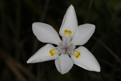 Dietes iridioides