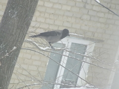 Corvus cornix