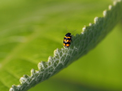 Cryptocephalus anticus