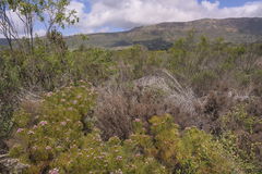 Serruria foeniculacea