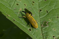 Lixus pulverulentus