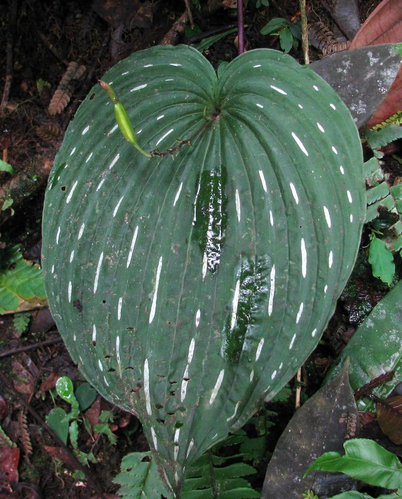 Monophyllorchis maculata