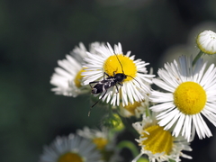 Chlorophorus sartor