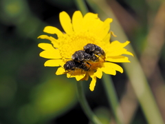 Acmaeoderella flavofasciata