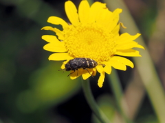 Acmaeoderella flavofasciata