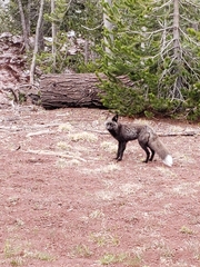 Vulpes vulpes necator
