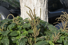 Amaranthus viridis