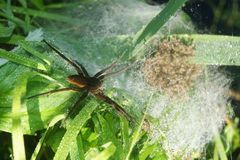 Dolomedes plantarius