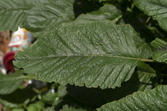 Amaranthus viridis