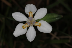 Dietes iridioides