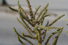 Amaranthus viridis