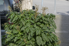 Amaranthus viridis