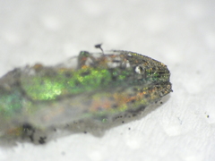 Lamprodila