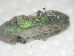 Lamprodila