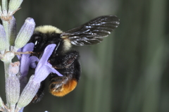 Bombus bellicosus