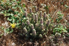 Castilleja exserta latifolia