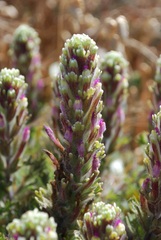 Castilleja exserta latifolia