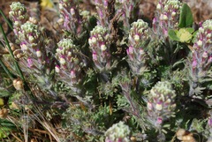 Castilleja exserta latifolia