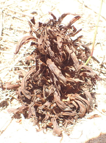 Image of Hyobanche robusta by (c) Nicola van Berkel, some rights reserved (CC BY-SA)