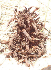 Hyobanche robusta